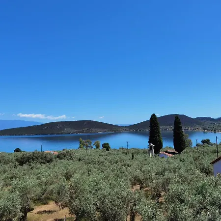 Elaion Thea-nies *